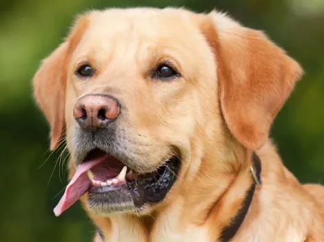 Especialistas afirmam que cachorros podem 'imaginar' objetos