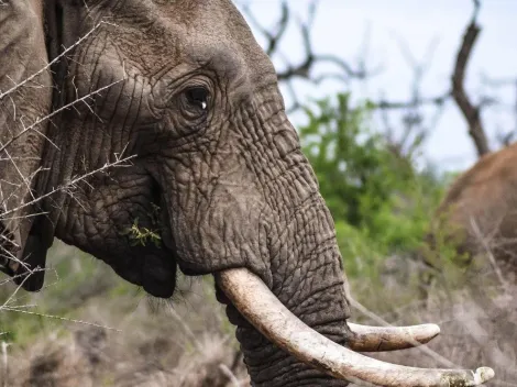 Após matar e pisotear corpo em funeral, elefante destrói casa de idosa na Índia