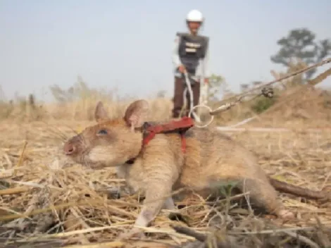 APOPO: ONG treina ratos para executarem missões especiais