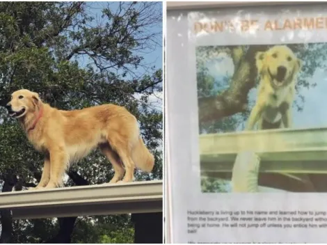 Cachorro chama a atenção do público por gostar de ficar no telhado de casa; animal ganha perfil com 39 mil seguidores no Instagram