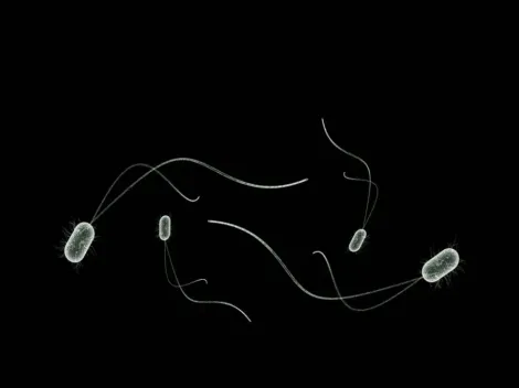 Maior bactéria do mundo, visível a olho nu, é descoberta por cientistas