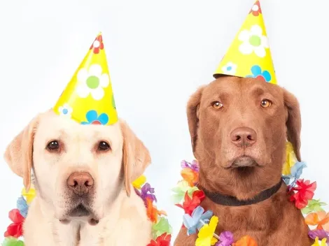 Homem convida 5 mil pessoas para festa de aniversário do cachorro