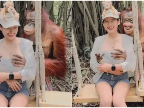 Turista tem seios "apalpados" por orangotango durante visita a zoológico na Tailândia; vídeo viralizou nas redes sociais