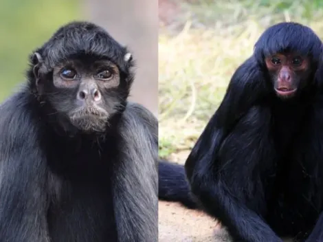 Macaco-aranha ataca criança em zoológico do México; vídeo viraliza nas redes sociais e alerta para perigo