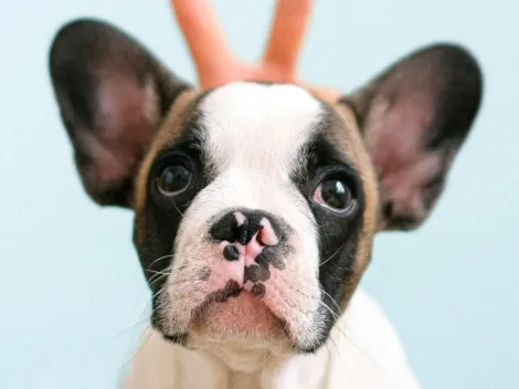 Empresas aderem a “Licença PETernidade” para pais de pets receberem folgas