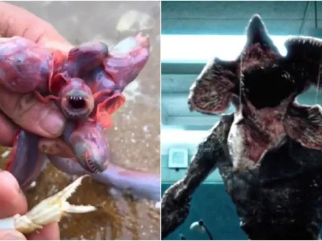 Bicho de 5 cabeças viraliza na internet por semelhança com o Demogorgon de "Stranger Things"