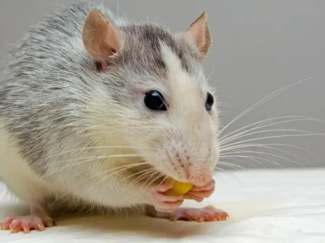 Mulher viraliza ao preparar banquete gourmet e decorar cômodo para rato que surgiu em sua casa