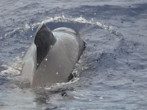 Encalhe de baleias em massa intriga autoridades na Austrália