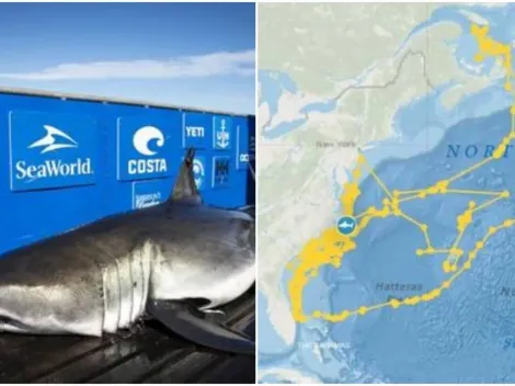 Tubarão-branco monitorado por GPS faz desenho faz "autorretrato" em caminho traçado no mar