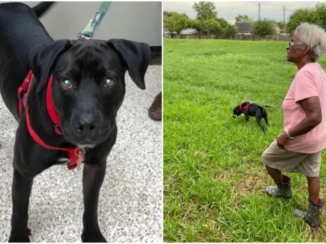 Idosa de 84 anos é encontrada após 2 dias desaparecida, protegida por seu cachorro