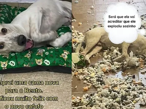 Cachorro destrói cama que acabou de ganhar e viraliza na web