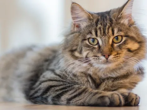 Gato acorda família e salva donos de serem intoxicados gás