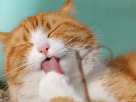 Pesquisa afirma que gatos ignoram chamados de dono propositalmente apesar de entenderem