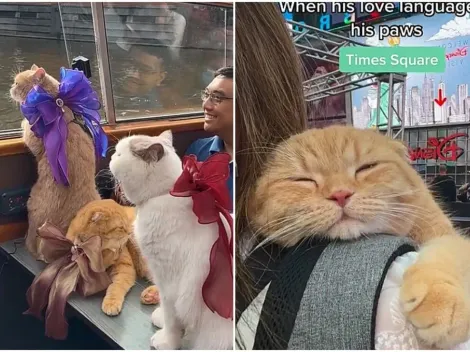 Trio de gatos viaja pelo mundo com tutor e recebem milhares de likes na web