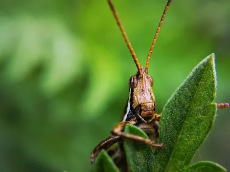 Nuvem de insetos invade cidade paraibana