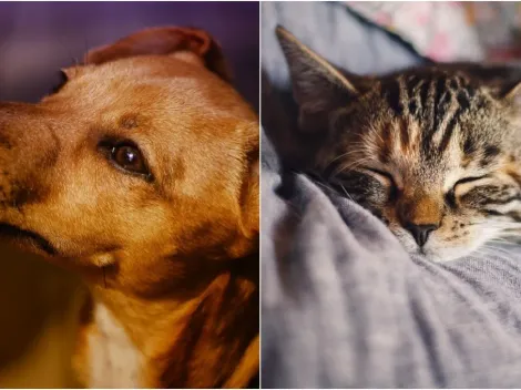 Nomes e raças de cães e gatos mais populares no Brasil