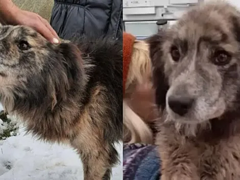 Cachorro resgatado 'agradece' mulher que o salvou e emociona a web