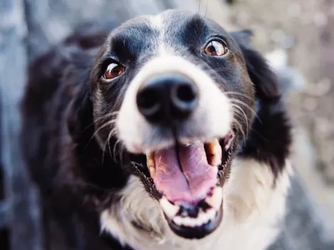 As maneiras que os cachorros usam para se comunicar com seus donos