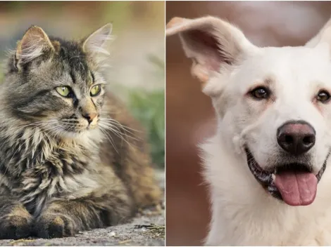 Veterinária explica causas e métodos para diminuir queda de pelos de pets