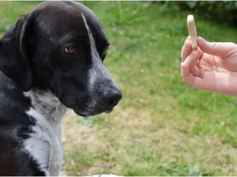 Especialistas apresentam 'dicas de ouro' para tutores educarem seus cães