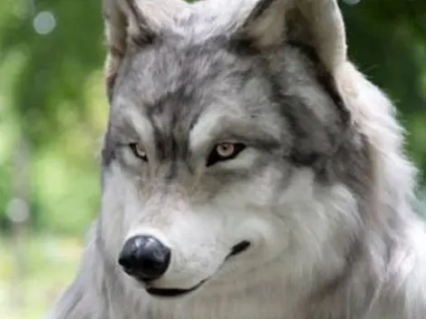 Homem gasta R$ 130 mil para fazer roupa ultra-realista e se 'transformar' em lobo