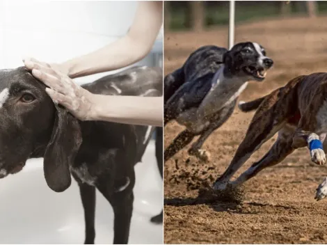 Motivos pelos quais os cães ficam agitados após o banho são revelados