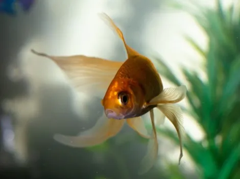 Descoberta espécie de peixe que nasce macho e se transforma em fêmea
