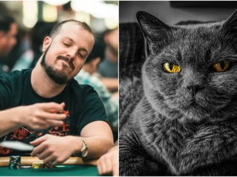 Foi jogar a WSOP e perdeu o gato! Jogador ficou caçando o bichinho de estimação por 43 dias