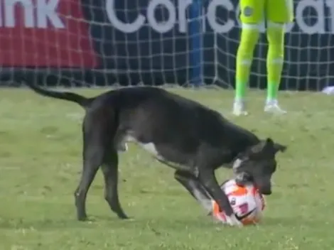 Video: Dog tries to steal match ball during Alianza FC - Philadelphia Union in CCL