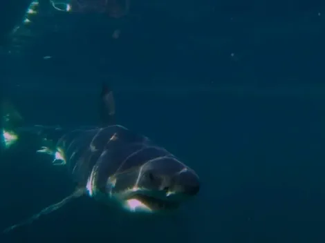 Max: The most-watched nature documentary on the platform worldwide