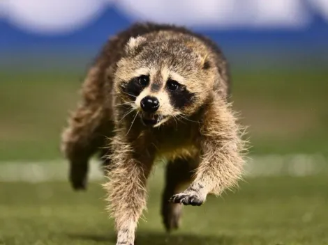 MLS: Raccoon runs rampant during Philadelphia Union – NYCFC