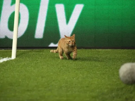 El gato que entró al campo de juego es amigo de James Rodríguez