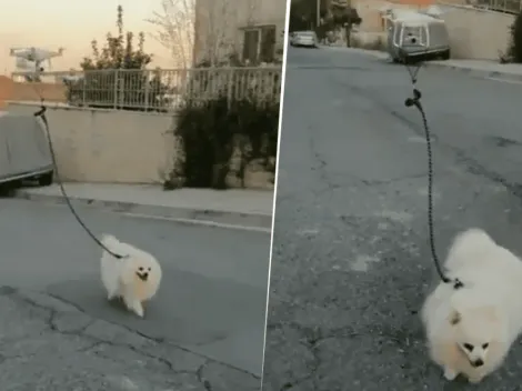 Un perrito demostró que para pasear no necesita de los humanos que están cumpliendo con la cuarentena