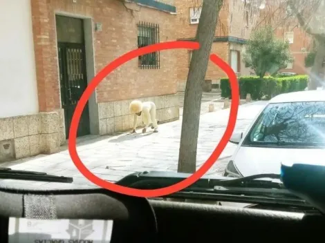 Insólito: se disfrazó de perro para poder salir a la calle en cuarentena