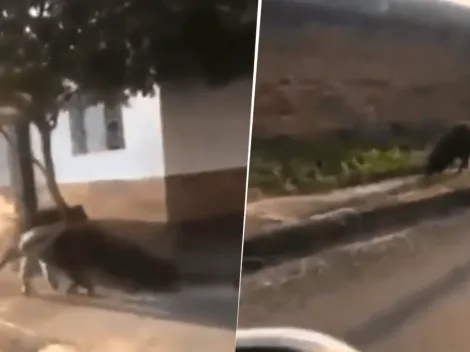 El oso hormiguero que apareció en las calles del Casanare