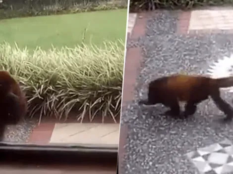 Con mucha libertad apareció un primate paseando en una finca en Quindío