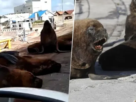 Fotos y videos: los lobos marinos se apoderaron de Mar del Plata