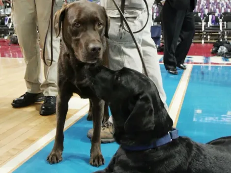 NBA utilizará perros para detectar Coronavirus dentro de los estadios