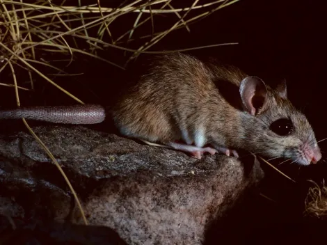 Se confirmó un caso de Hantavirus en Argentina: ¿Qué es y cómo se transmite?