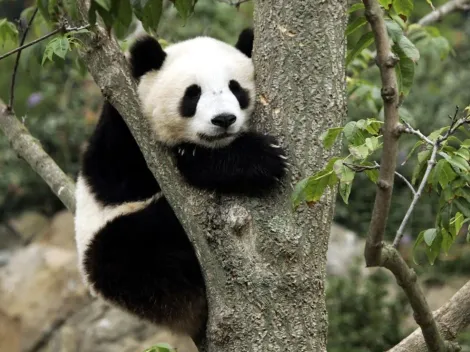 ¡Un jardín con pandas! Así es el zoológico del Parque de Ueno de Japón