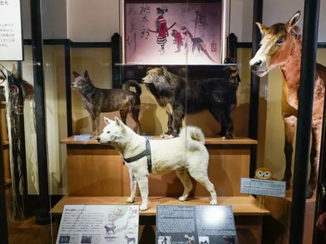 ¡Hachiko! El famoso perro de Japón está en el Museo de Naturaleza y Ciencia