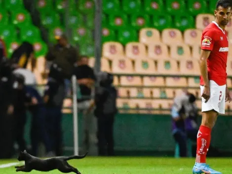 VIDEO | Jugadores del León vs Toluca casi aplastan a un gato