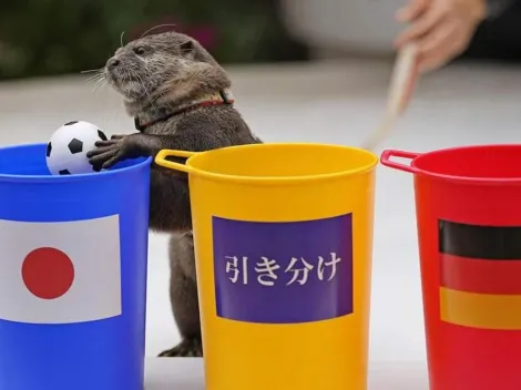 Una nutria predijo el triunfo de Japón contra Alemania