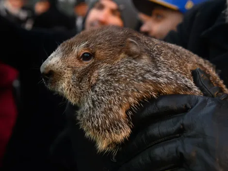 When is Grounhog Day 2024? All you need to know about this tradition