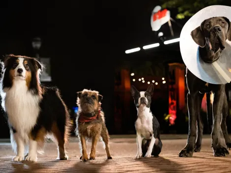 Prime Video: Strays, the dog comedy with Jamie Foxx, that is No. 1 in the US