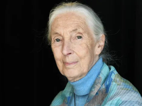 World’s Foremost Expert on Chimpanzees Jane Goodall Passes Away at 91