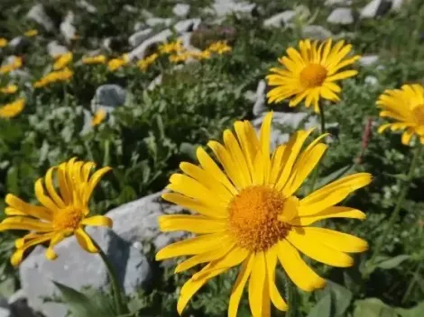 ¿Por qué se regalan flores amarillas cada 21 de septiembre?