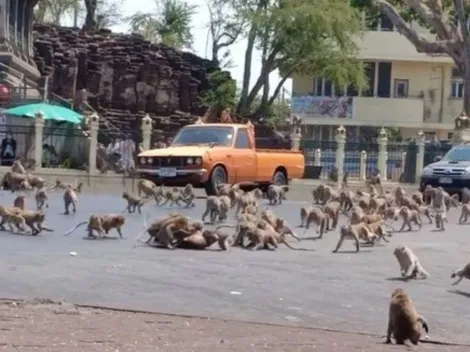 Viral: cientos de monos pelean por escasa comida a causa del coronavirus