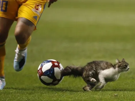 Lindo gatito se metió a la cancha y André-Pierre Gignac casi lo atropella