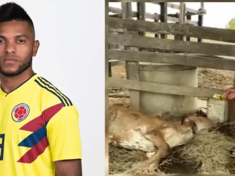 ¡De Terror! Seleccionado colombiano denuncia violación a una de sus vacas